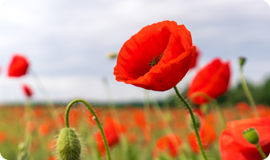 Poppy Event Image
